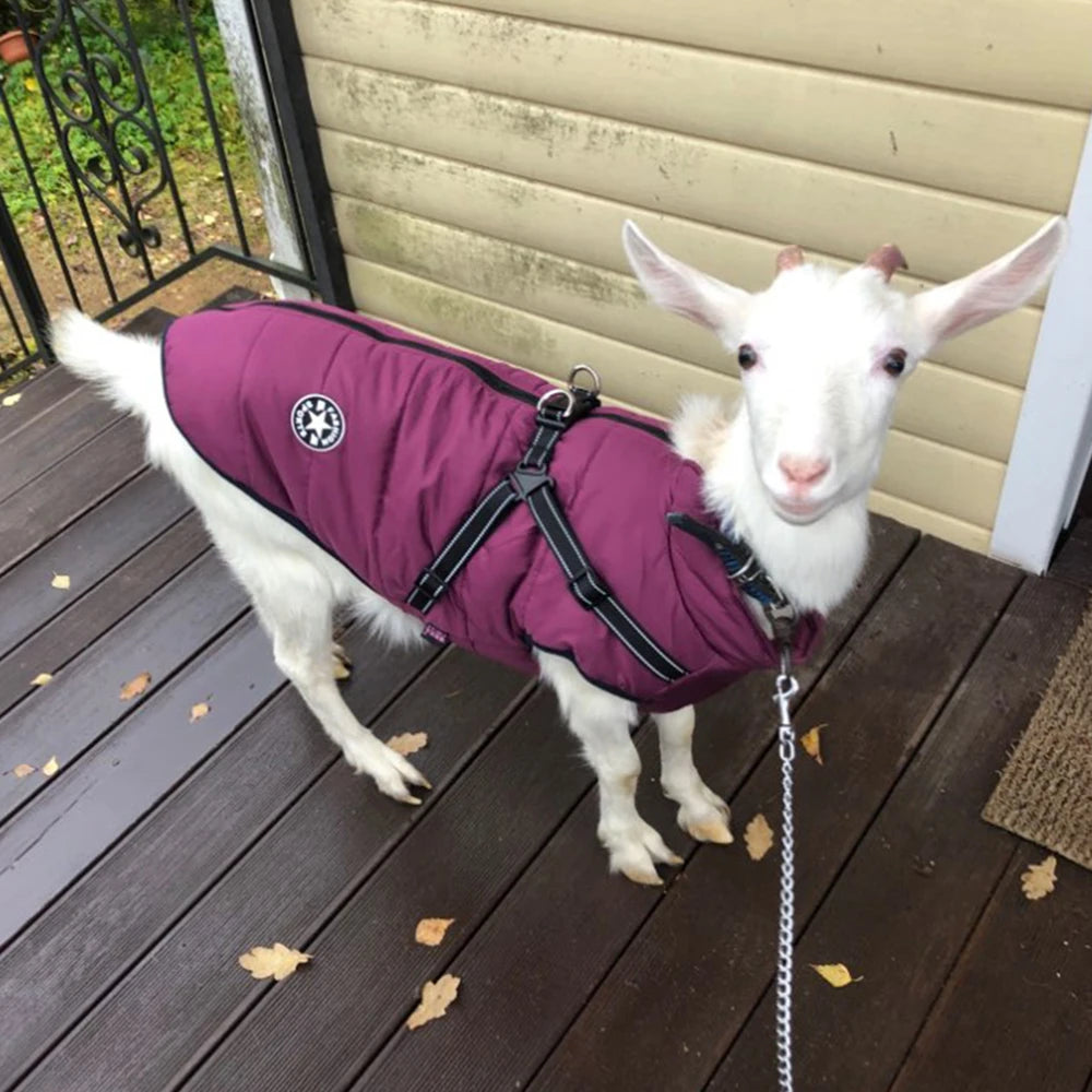 manteau d'hiver pour chien avec harnais intégré