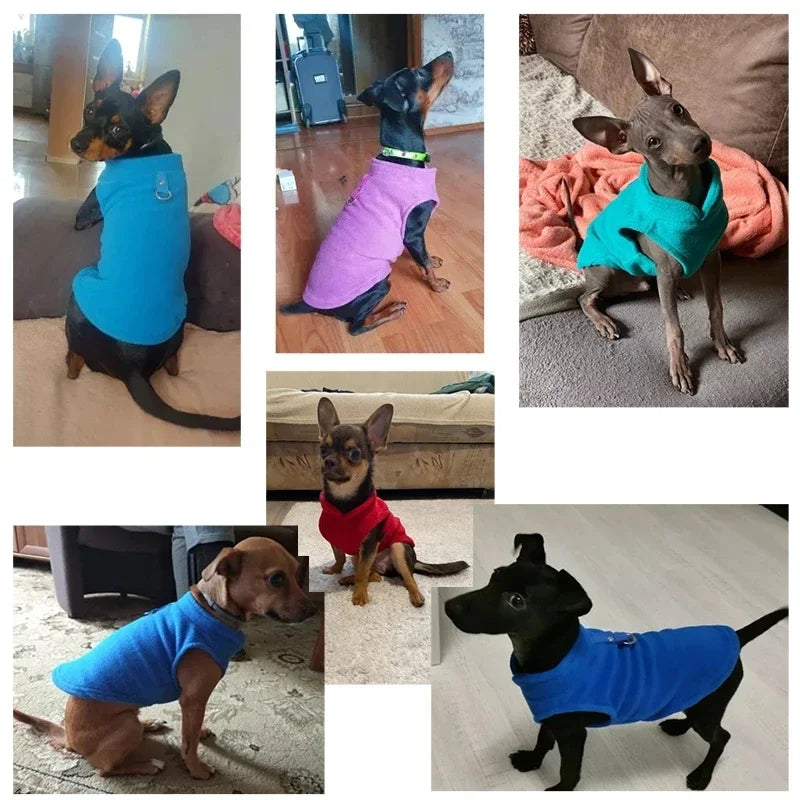 veste pour petit chien chihuahua et bouledogue